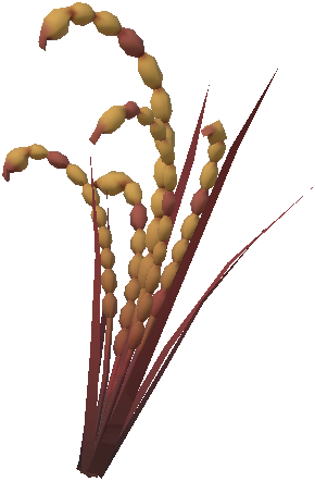 Arinodian Rice